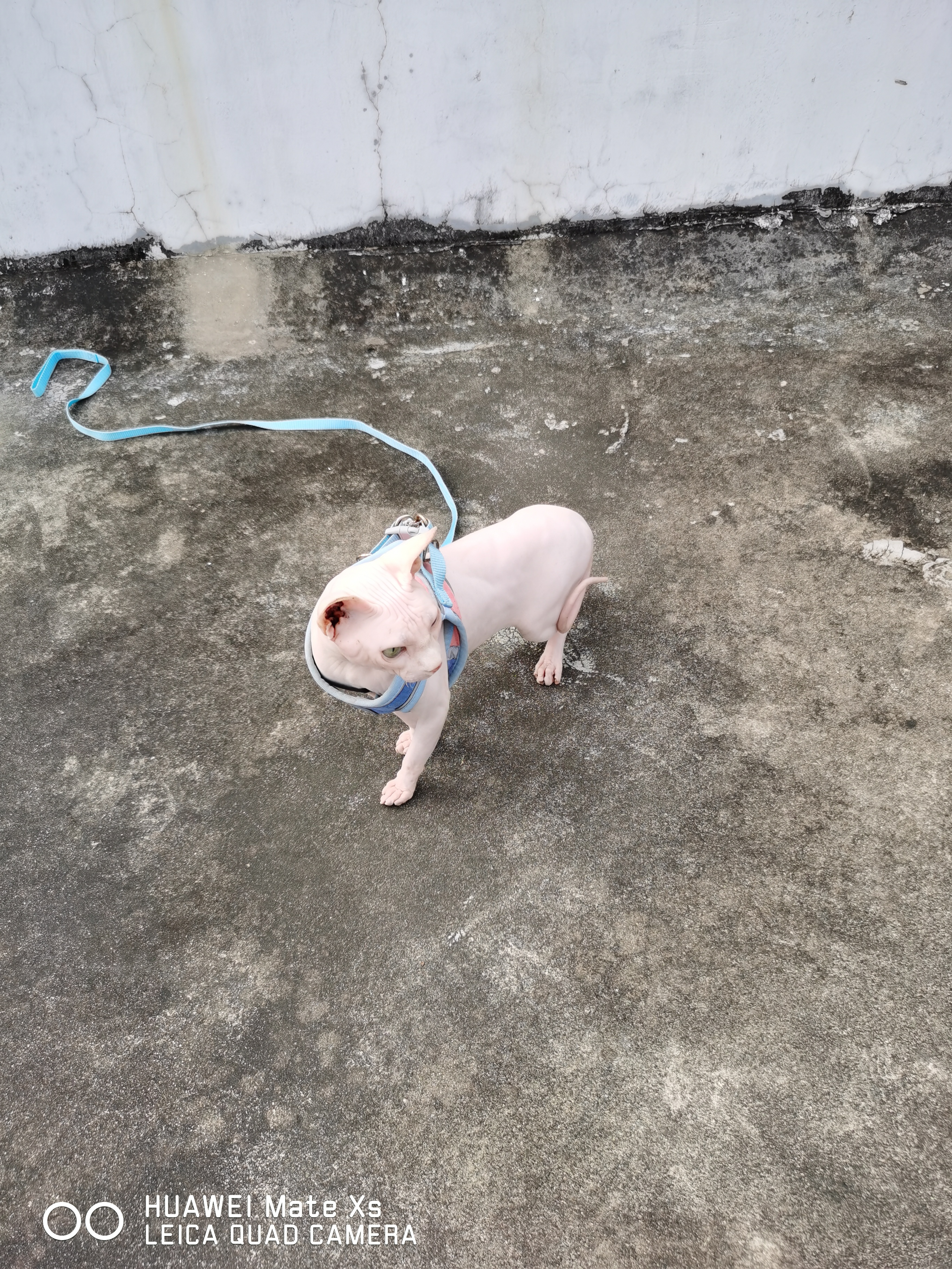 乖巧 听话 无毛猫